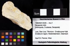 Foto (Objket + Etiketten) von Decapoda indet. 